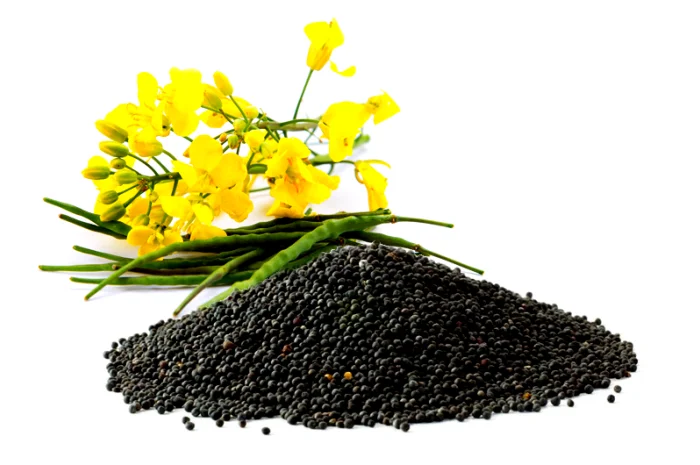 Куплю дорого! Рапс и его отходы- фото № 1