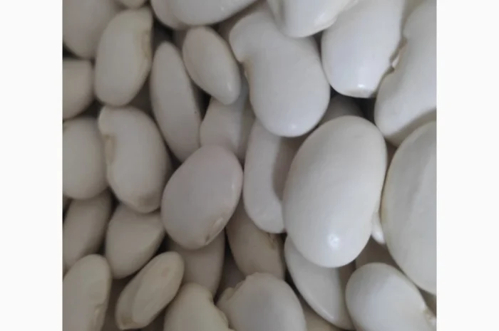 Пропонується квасоля сорту Бандоля- фото № 1