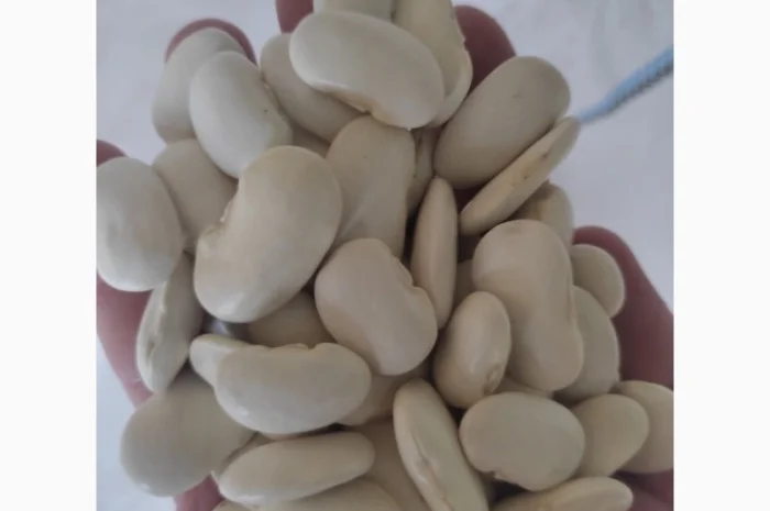 Пропонується квасоля сорту Бандоля- фото № 2