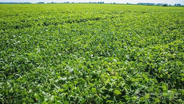 Стручкова квасоля(заморожена)- фото № 2