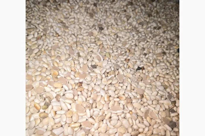 Квасоля- фото № 1