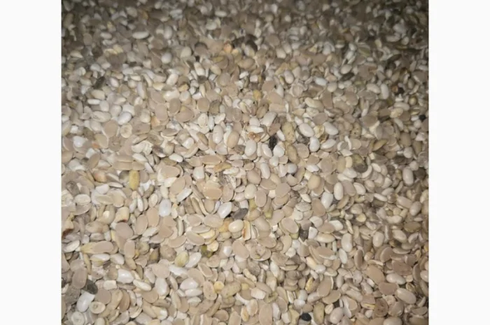 Квасоля- фото № 2