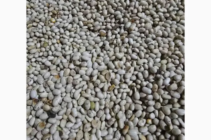 Квасоля- фото № 3