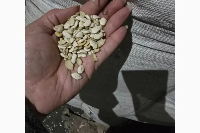 Квасоля- фото № 4