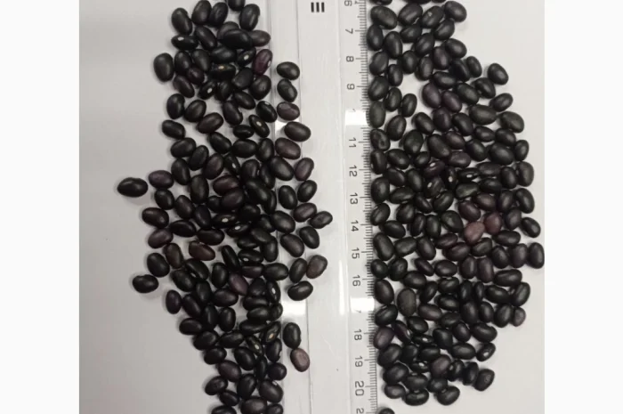Продається посівний матеріал квасолі Мавка чорна- фото № 1