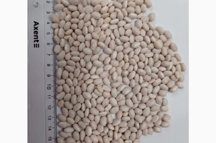 Продається посівний матеріал квасолі Мавка біла- фото № 1