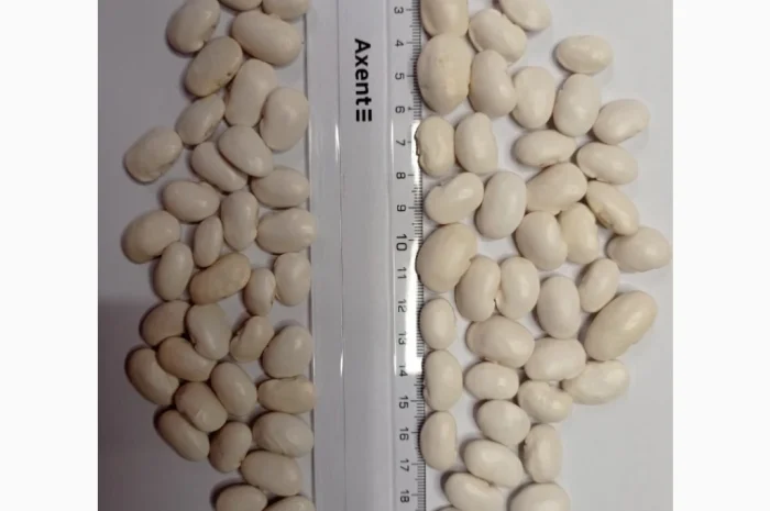 Продається посівний матеріал Квасолі Бандоля- фото № 1