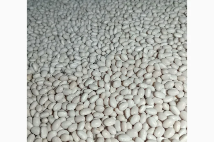 Продам квасолю сорту Мавка- фото № 2