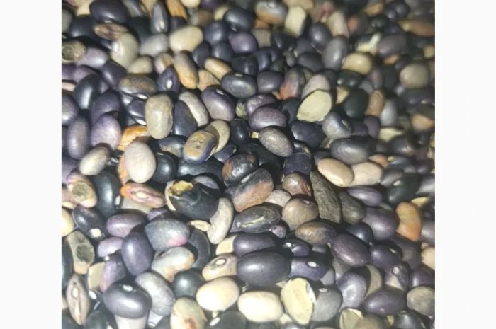 Продається квасоля- фото № 1