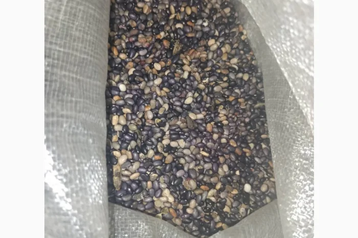 Продається квасоля- фото № 3