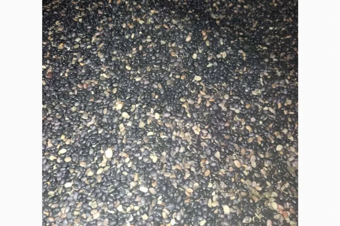 Продається квасоля- фото № 2