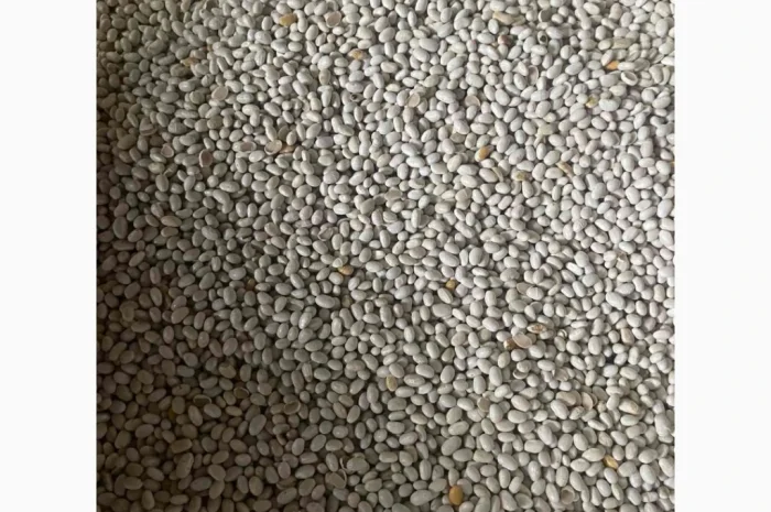 Продам квасолю сорту Неві Бінс- фото № 1