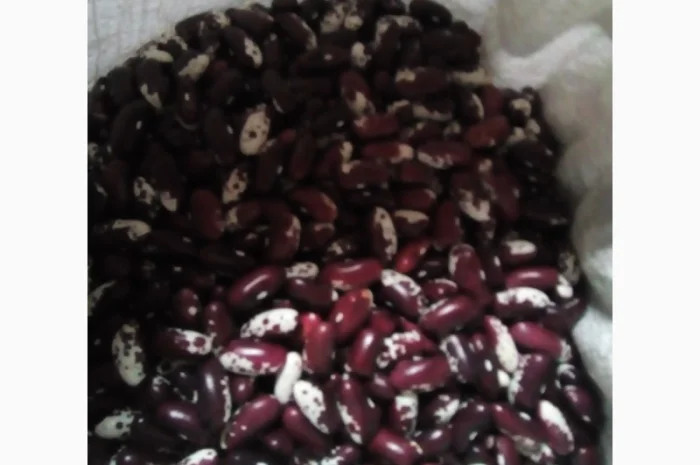 Продамо квасолю- фото № 1