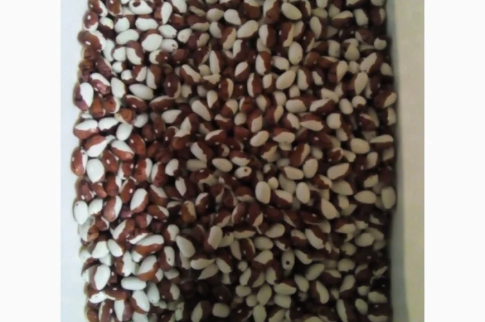 Продамо квасолю- фото № 2