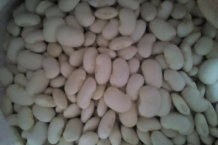 Продамо квасолю- фото № 3