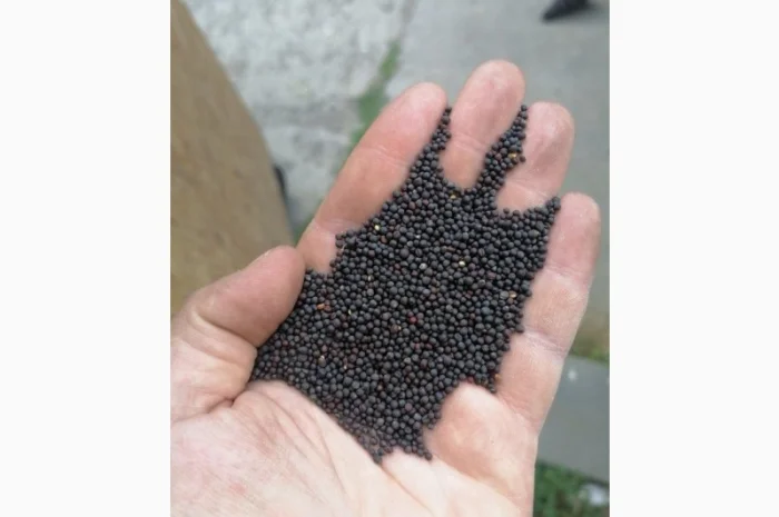 Насіння ріпаку- фото № 1