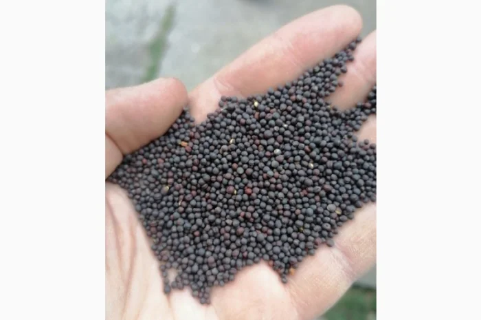 Насіння ріпаку- фото № 2