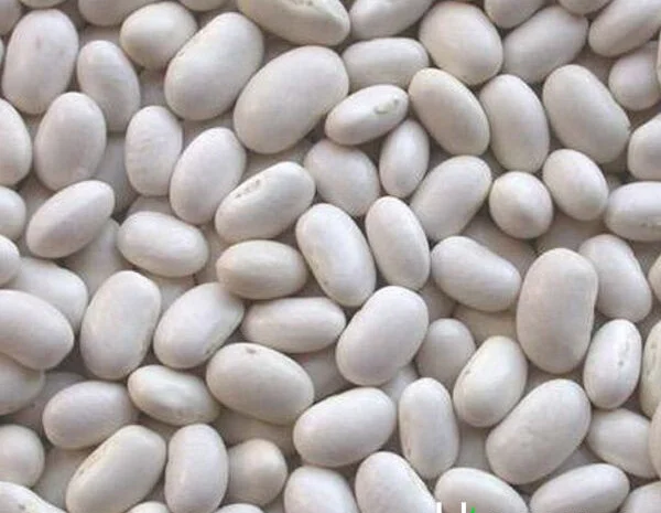 Продамо посівмат квасолі білої дрібної Американська селекція- фото № 1