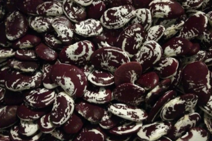 Продам квасолю Лімська- фото № 1