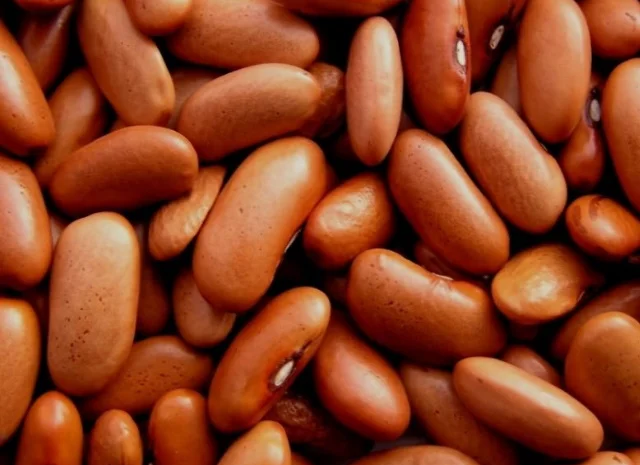 Квасоля- фото № 1