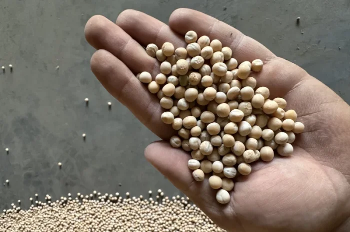 Продажа посевного гороха сорта Мадонна- фото № 1