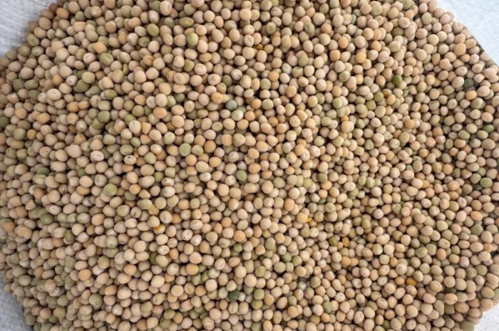 Горох желтый- фото № 1