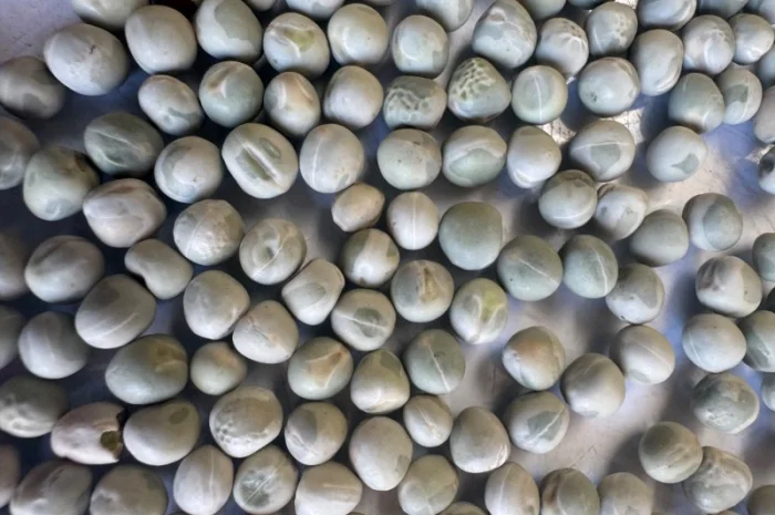 Горох желтый- фото № 2