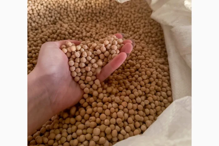 Насіння жовтого гороху "ЕСО" на продаж- фото № 2