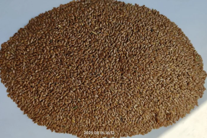 Продам льон коричневий олійний-130т- фото № 2