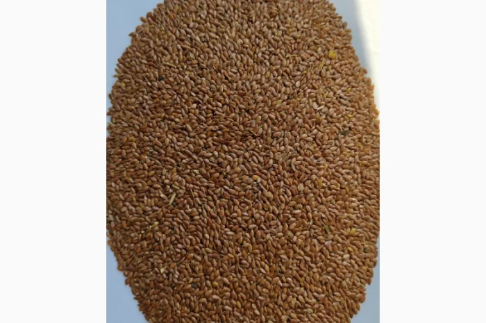 Продам льон коричневий олійний-130т- фото № 3