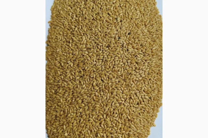 Льон золотистий (жовтий- фото № 1