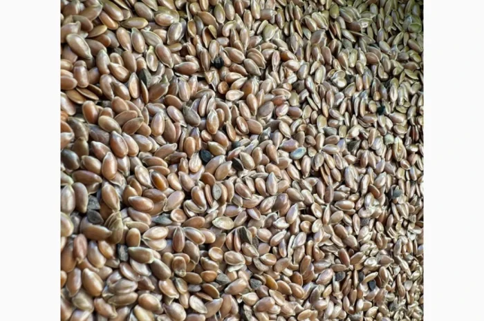 Продам насіння льон олійний 80т- фото № 1