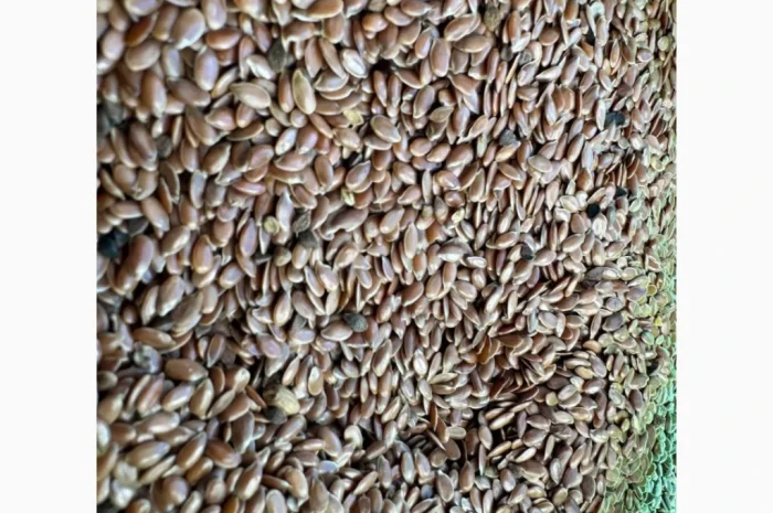 Продам насіння льон олійний 80т- фото № 2