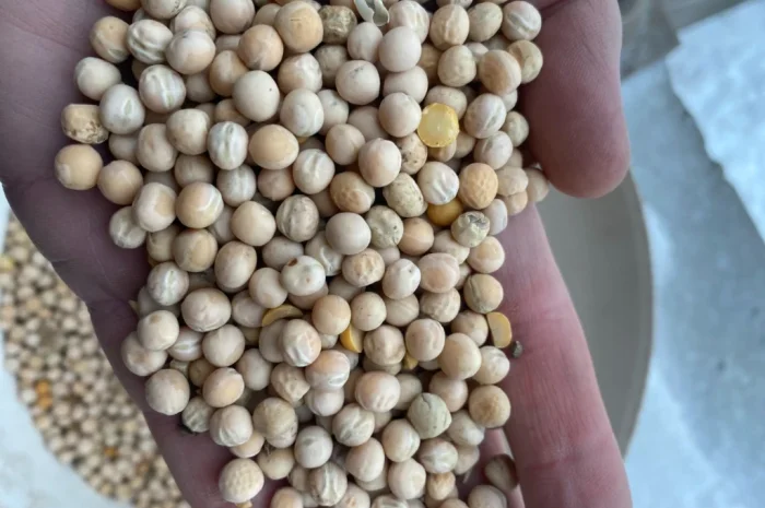 Продается жёлтый горох оптом- фото № 2