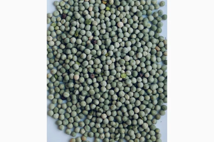 Продам горох зелений- 300т- фото № 1