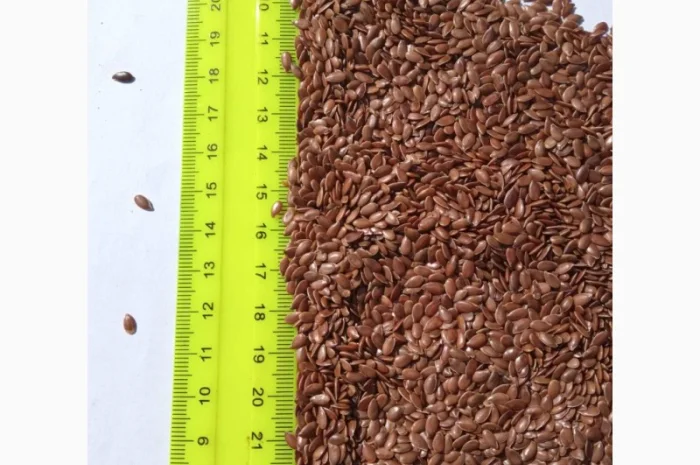 Продам семена льна- фото № 2