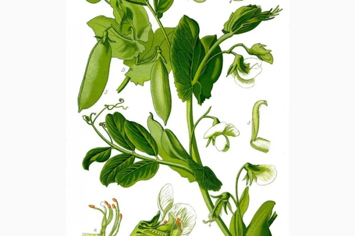 Горох жовтий- фото № 1