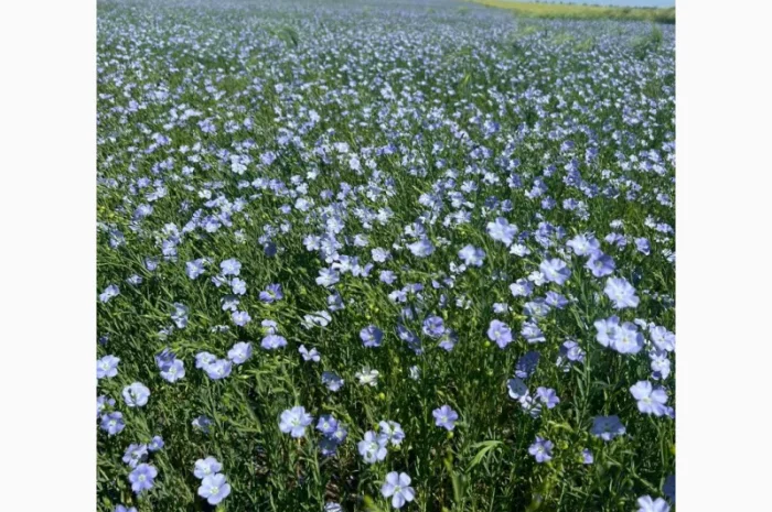 Купую насіння льону олійного для переробки- фото № 1