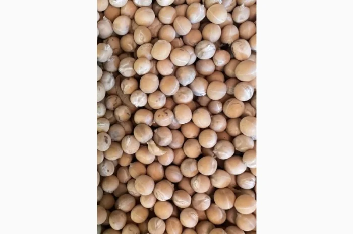 Продам горох жовтий- 500т- фото № 1