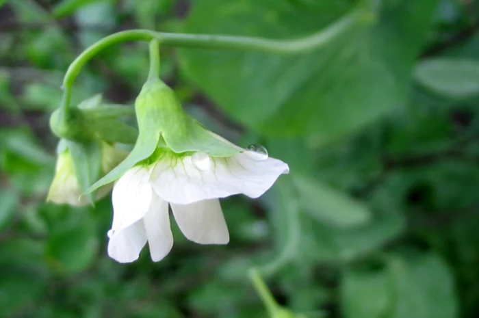 Горох жовтий- фото № 1