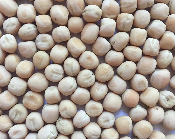 Горох жовтий- фото № 2