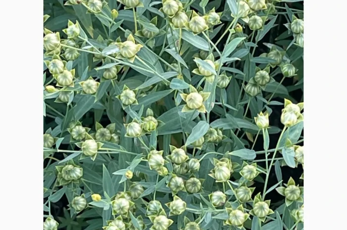 Насіння льону олійного Північна Зірка на продаж- фото № 2