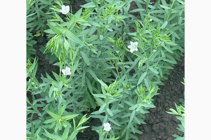 Насіння льону олійного Північна Зірка на продаж- фото № 3