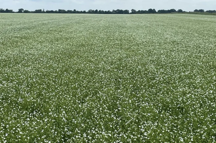 Насіння льону олійного Північна Зірка на продаж- фото № 4