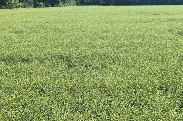 Насіння льону олійного Північна Зірка на продаж- фото № 5