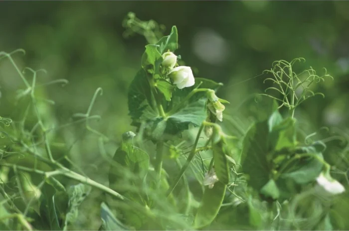 Насіння гороха Люмп (1 репродукція) с бесплатной доставкой- фото № 1