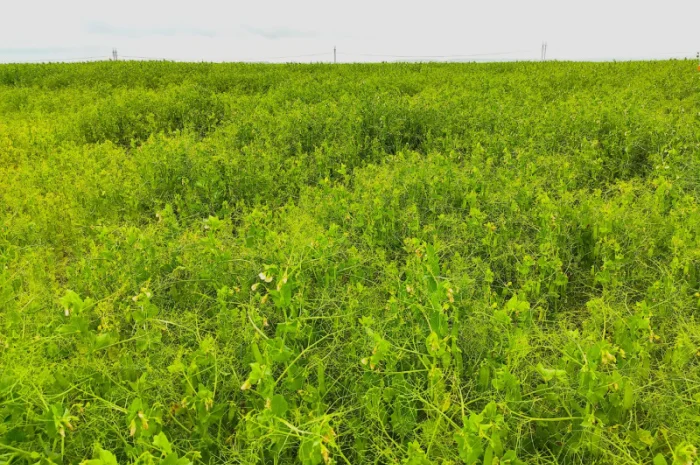 Насіння гороху Вельвет – висока врожайність, безкоштовна доставка- фото № 1