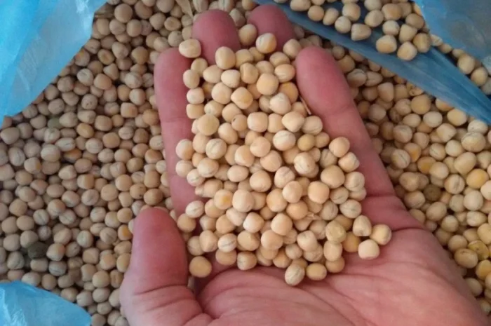 Насіння ярого гороху Оплот- фото № 1