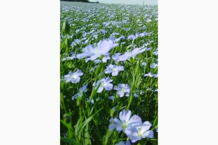 Насіння льону (водограй) - чисте- фото № 2