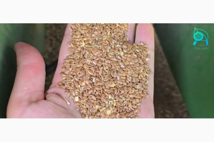 Насіння льону олійного- фото № 1